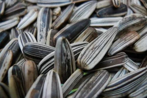 三種人不宜食用五香瓜子，購(gòu)買后也需適量，健康知識(shí)快轉(zhuǎn)告家人